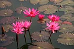 thailande michel bordieu photographe
