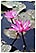 thailande chiang rai randonnee treck elephant opium michel bordieu voyage