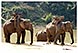 thailande chiang rai randonnee treck elephant opium michel bordieu voyage