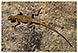 madagascar isalo massif randonnee treck michel bordieu voyage
