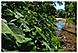 madagascar sambirano cacao treck randonnee michel bordieu voyage