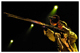 la reunion concert spectacle michel bordieu photographe
